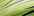 Hammer Poison Green